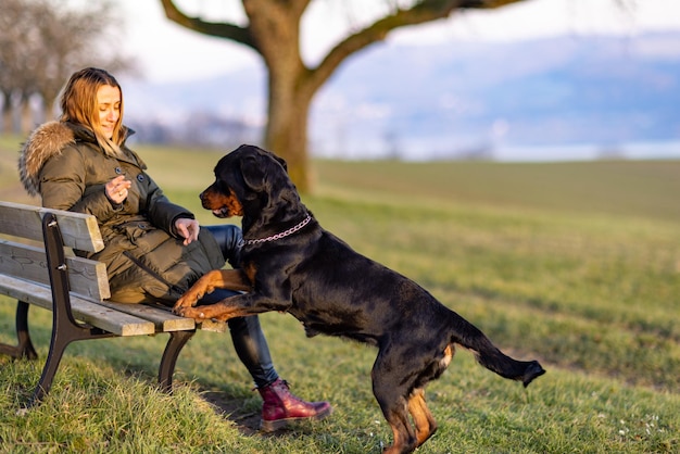 Mujer en un banco jugando con un rottweiler en una colina por la mañana