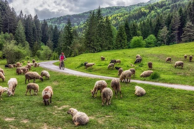 Foto mujer en bicicleta en un hermoso bosque natural a través de un rebaño de ovejas