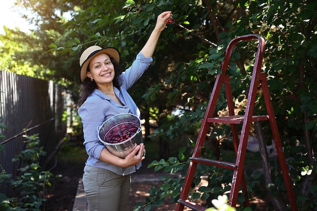 Mujer bonita agricultora orgánica arrancando cerezas dulces maduras del árbol en un cubo de metal al atardecer Tiempo de cosecha de verano