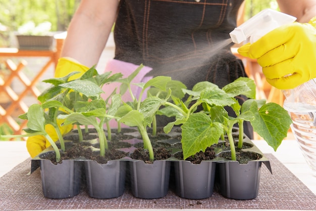 Una mujer bonita está plantando plántulas en el jardín.