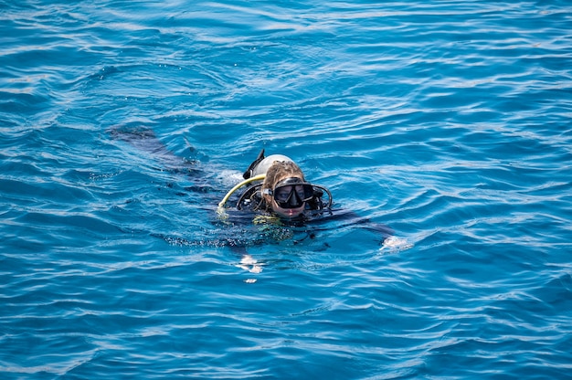 Mujer en buceo nada en la superficie del mar azul después de bucear deportes acuáticos y entretenimiento buceo