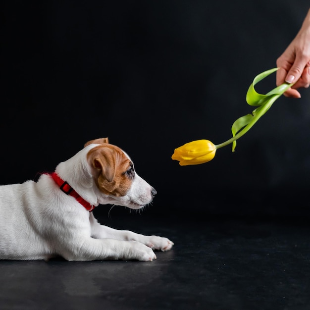 La mujer se burla de un cachorro divertido con una flor en el estudio El pequeño perro travieso busca un tulipán en un fondo negro La mano femenina juega con jack russell terrier