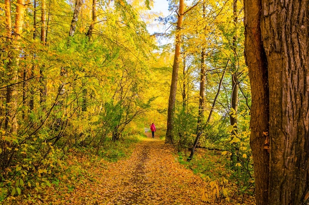 Una mujer camina por un bosque de otoño con hojas amarillas.