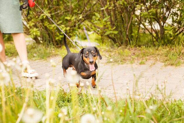 Mujer camina con el perro con correa en el parque dachshund cerca de los pies de una mujer