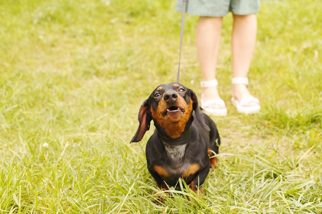 La mujer camina con el perro con una correa en el parque dachshund ladrando cerca de los pies de una mujer