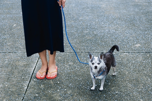 Mujer caminar con pequeño perro Chihuahua en la calle al aire libre