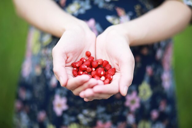 La mujer de la camisa blanca con muchas fresas frescas en sus manos con fondo de naturaleza verde. Compartiendo fresas frescas del jardín.