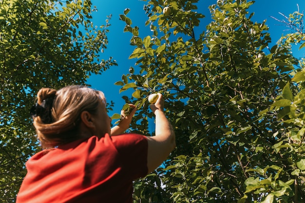 Mujer en camiseta roja recogiendo manzanas del árbol en el jardín de verano