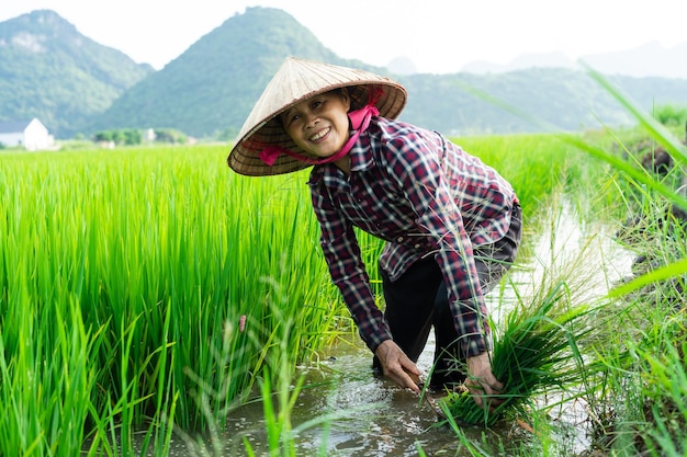 Mujer campesina en el campo de arroz