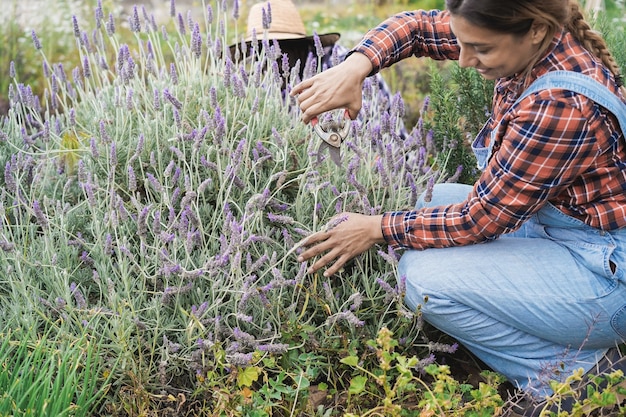 Mujer campesina hispana que trabaja en invernadero mientras recoge lavanda - centrarse en manos de mujer