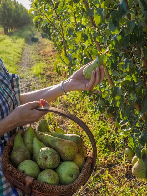 Mujer campesina en huerto de frutas que toma una pera en sus manos para ponerla en la canasta