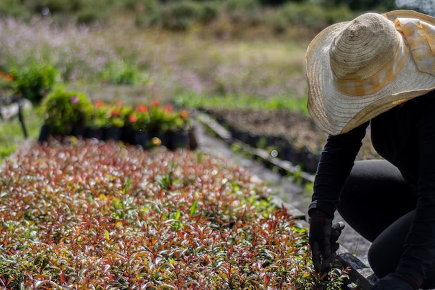 mujer campesina plantando plantas en el huerto