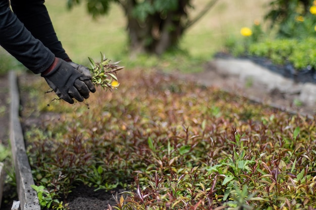 mujer campesina plantando plantas en el huerto