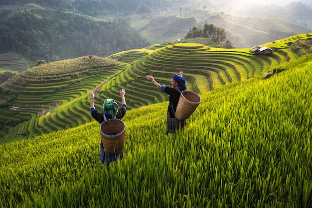 Mujer en campo de arroz en terrazas en Vietnam