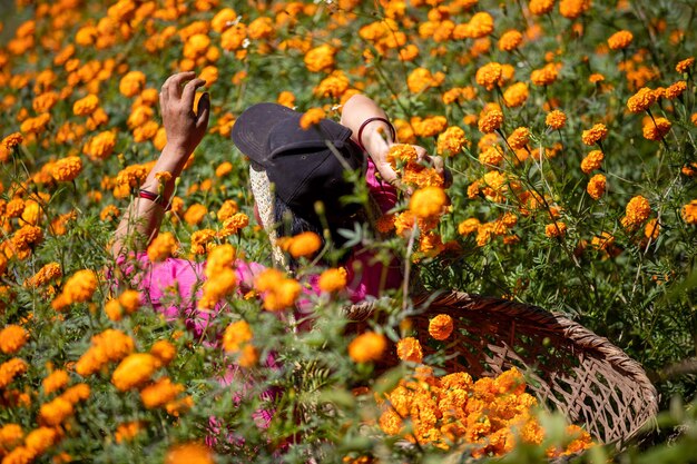 Una mujer en un campo de flores sostiene una canasta.