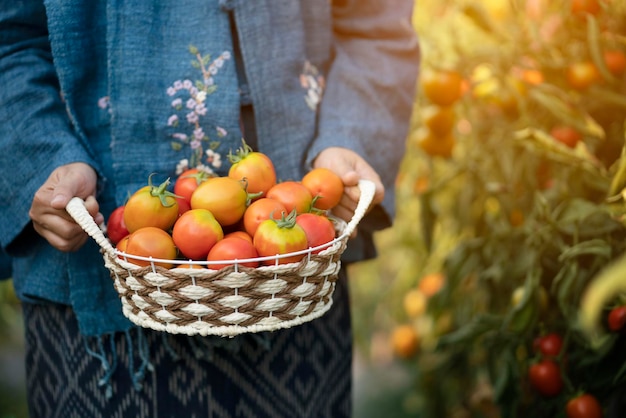 Mujer con una canasta de tomates frescos en una granja orgánica