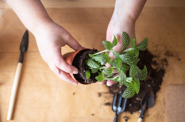 Mujer en casa trasplanta plantas frescas.