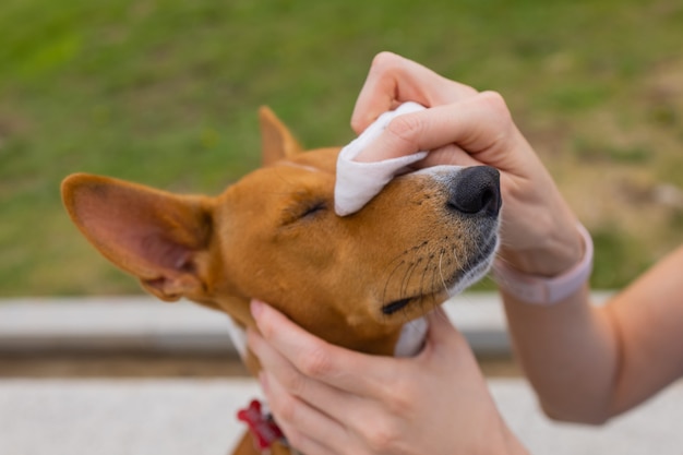 Mujer caucásica desconocida que cuida de sus manos de perro mascota de una niña con una toallita húmeda para limpiar la cabeza ...