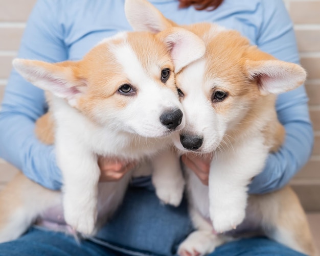 Mujer caucásica sosteniendo dos cachorros de pembroke corgi