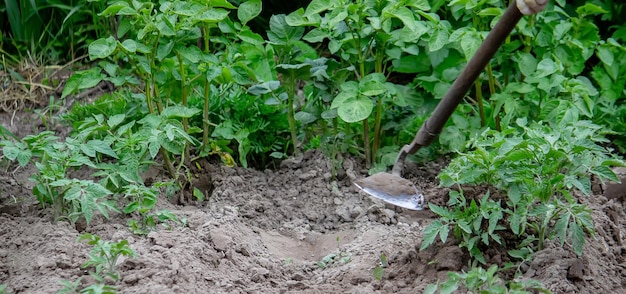 Mujer cava camas de jardín Deshierbe de malas hierbas en el jardín Trabajo agrícola