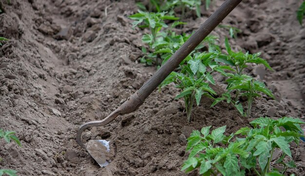 Mujer cava camas de jardín Deshierbe malezas en el jardín Trabajo agrícola Enfoque selectivo