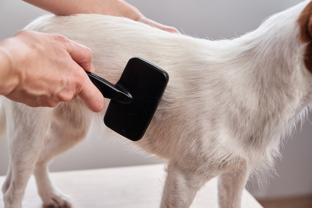 Mujer, cepillado, perro