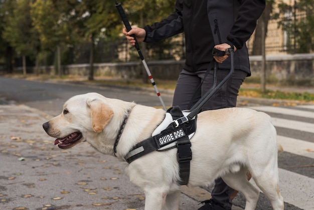 Foto mujer ciega y su perro guía caminando y cruzando una calle