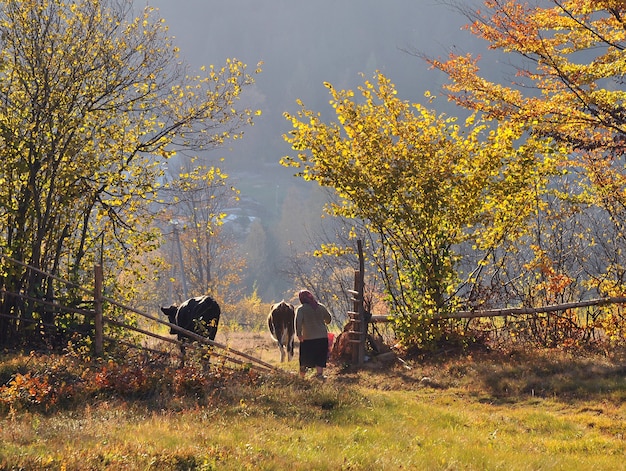 Mujer conduce vacas de los pastos de montaña de otoño a casa