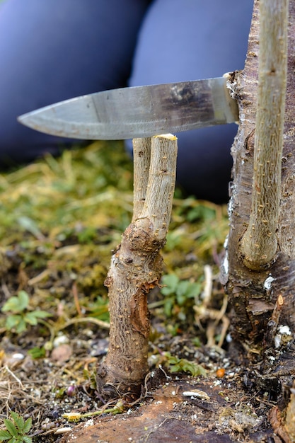 Una mujer corta un árbol joven con un cuchillo para la inoculación de la rama de la fruta.