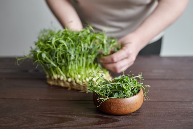 Mujer corta brotes jóvenes de guisantes microgreens con tijeras en un recipiente sobre la mesa de madera marrón