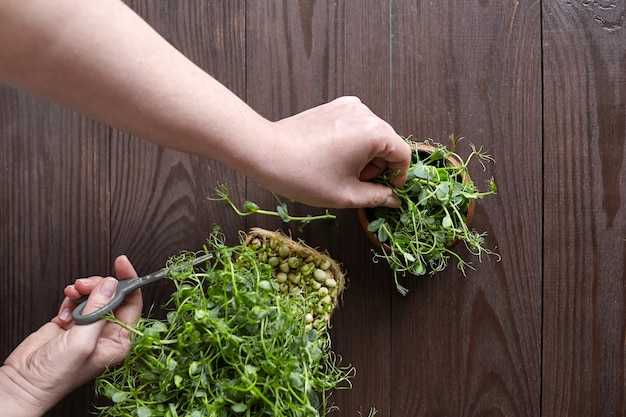 Mujer corta brotes jóvenes de guisantes microgreens con tijeras en un tazón en la vista superior de la mesa de madera