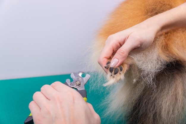 Una mujer le corta las garras a un perro Pomerania