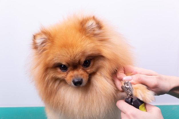 Una mujer le corta las garras a un perro Pomerania