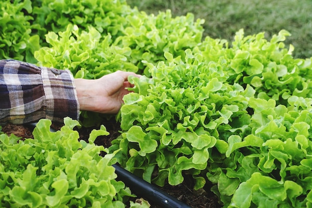 Mujer cosecha lechuga verde de una granja orgánica. agricultor productor de alimentos bio. Vegetales frescos.