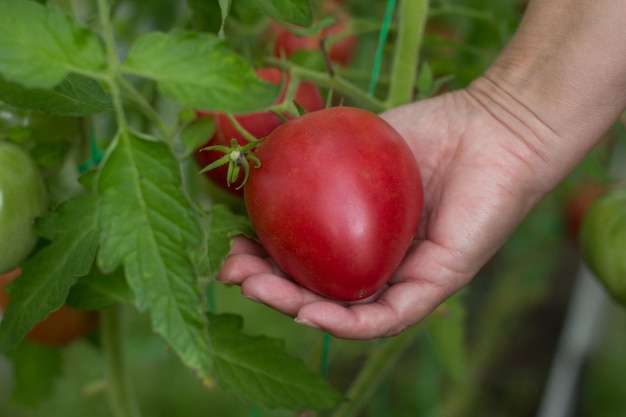 una mujer cosecha tomates. Las mujeres campesinas sostienen un producto vegetariano.