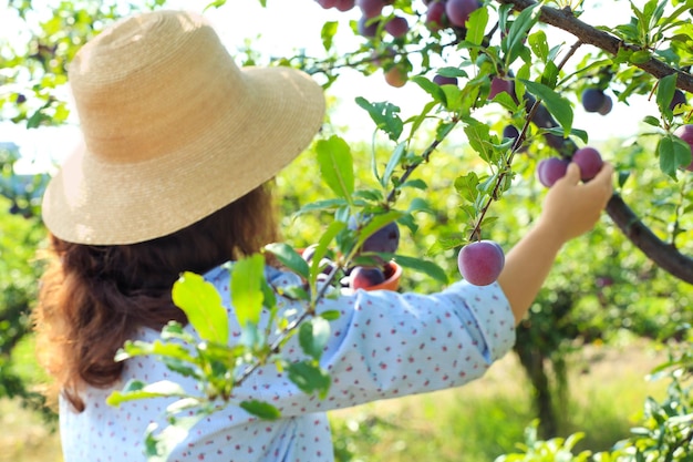 Mujer cosechando ciruelas maduras en el jardín