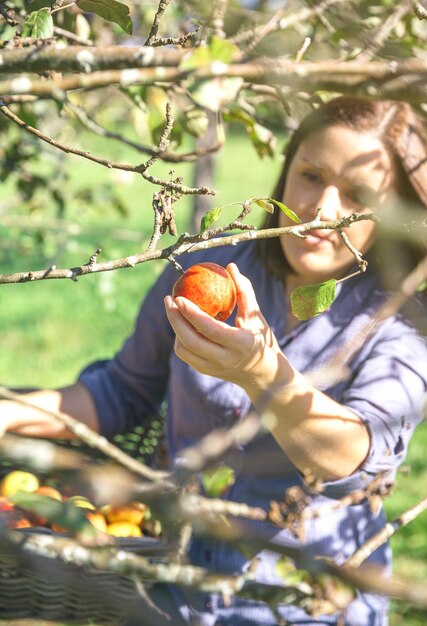 Foto mujer cosechando manzanas en el huerto