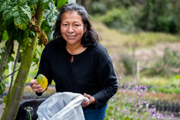 mujer cosechando papaya orgánica de montaña