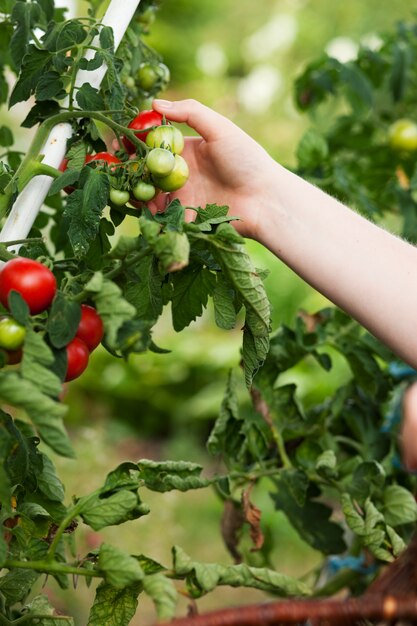 Mujer cosechando tomates en el jardín