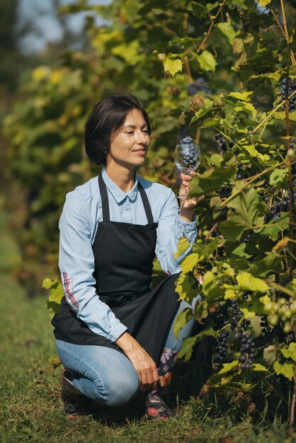 Mujer cosechando uva