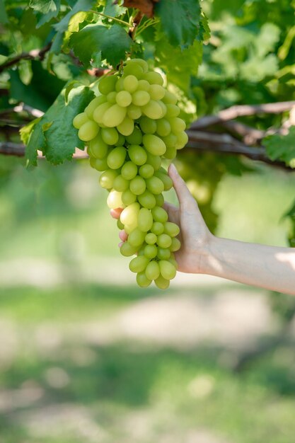 Mujer cosechando uvas a mano al aire libre en la viña