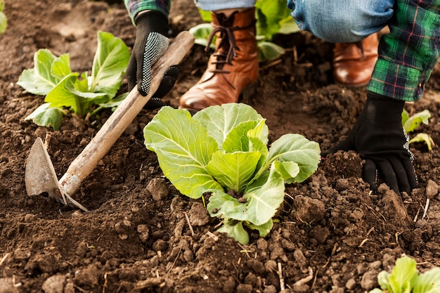 Mujer cosechando verduras