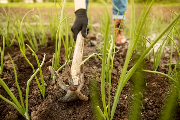 Foto mujer cosechando verduras