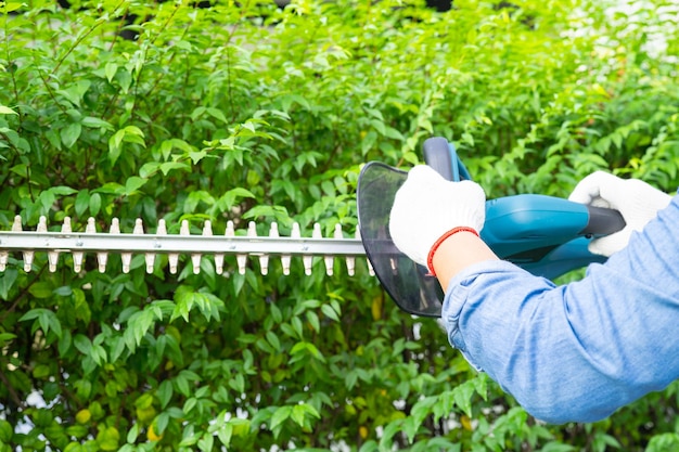 Mujer cuidando y cultivando plantas, Hobby plantando jardín en casa, poda ornamental.