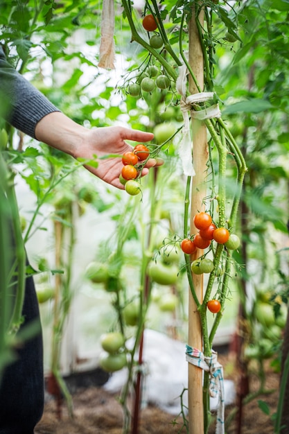 Mujer cuidando el cultivo de frutos de tomate en invernadero