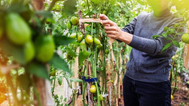 Mujer cuidando el cultivo de frutos de tomate en invernadero