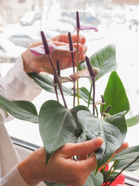 Una mujer cuidando una planta en maceta. Cría de anturios.