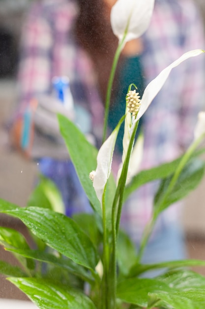 Mujer cuidando plantas en su casa, rociando una planta con agua pura de una botella rociadora. Decorativo, plantas, cultivo, estilo de vida, diseño, botánica, suciedad, doméstico, cultivo, hoja, hobby, feliz.