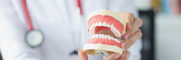 Mujer dentista sosteniendo mandíbula artificial en sus manos en concepto de prótesis dental de primer plano de la clínica
