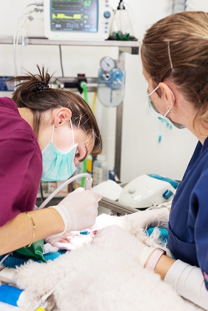 Mujer dentista veterinario haciendo procedimiento de limpieza profesional de dientes perro en una clínica veterinaria. Perro anestesiado en la mesa de operaciones. Concepto de salud para mascotas.